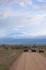 22-Elephant herd with the Kibo peak of Mount Kilimanjaro